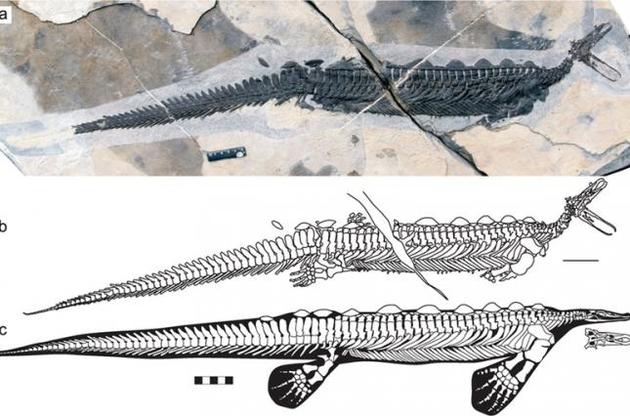 Рептилія добувала їжу на дотик