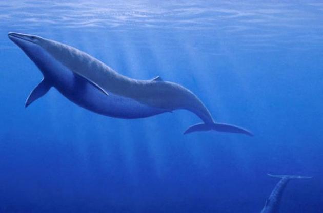 Ученые обнаружили в желудке древнего базилозавра скелеты китов поменьше