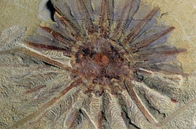Палеонтологи описали викопне чудовисько з безліччю щупалець у роті