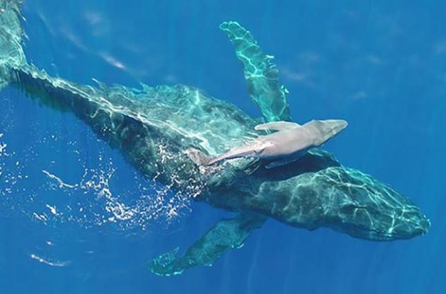 Ученым удалось снять на видео новорожденного детеныша горбатого кита