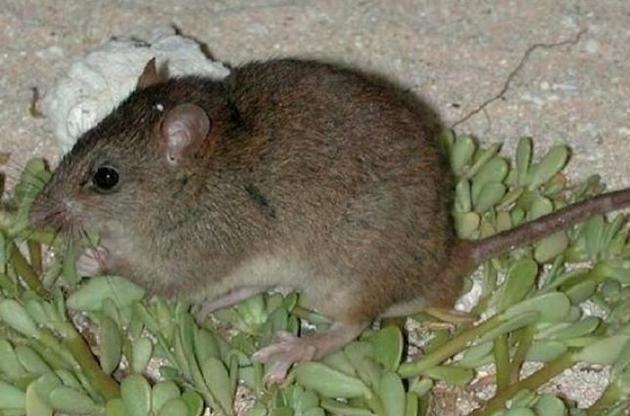 Рифовий мозаїчнохвостий щур вимер через глобальне потепління