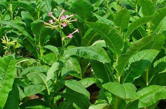 Дослідникам вдалося створити рослини з підвищеною продуктивністю