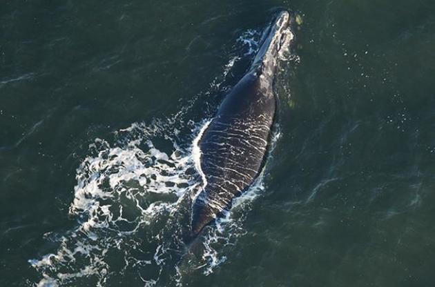 Экологам впервые за два года удалось обнаружить детеныша северного гладкого кита