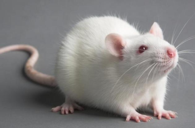 Вченим вдалося "вимкнути" алкогольну залежність у щурів