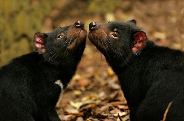 Ученые узнали, как рак тасманийских дьяволов стал заразным