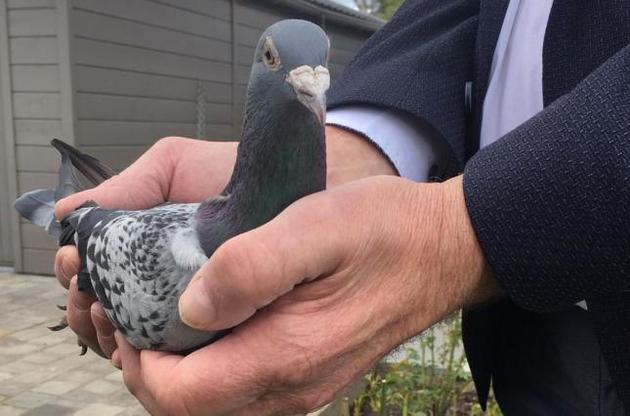 Фламандские гоночные голуби очень популярны в мире