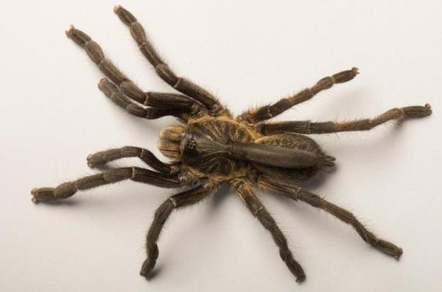 Вчені відкрили новий вид павуків