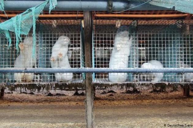 У Німеччині закрилася остання звіроферма, де розводили норок для виготовлення хутряних виробів