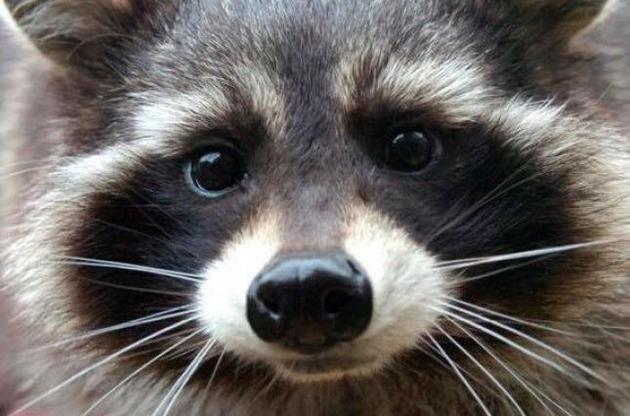 Еноту Орео было 10 лет