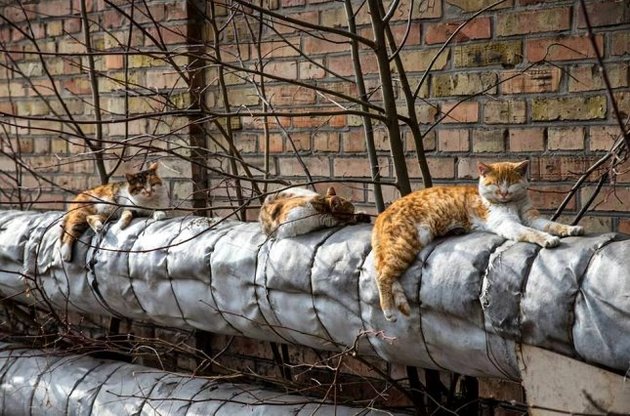 На вихідних в Україні потеплішає