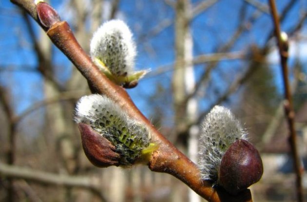 На заході і півдні буде тепліше, ніж у Києві