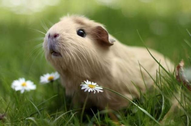 Інки прикрашали морських свинок і приносили в жертву