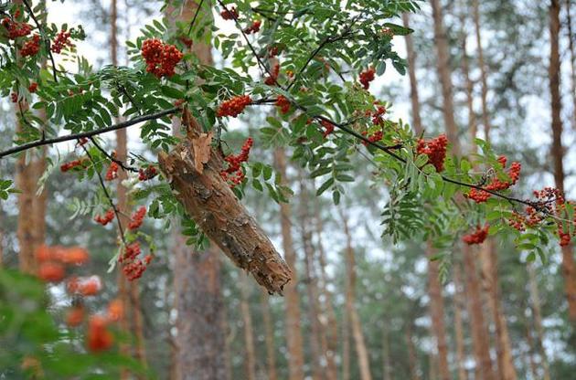 В Украине остается государственная собственность на леса — зампредседателя ГАЛРУ