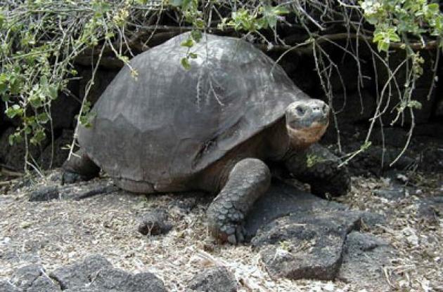 На Галапагосах найден считавшийся вымершим вид слоновых черепах