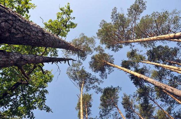 Вчені запропонували висадити трильйон дерев для боротьби з глобальним потеплінням