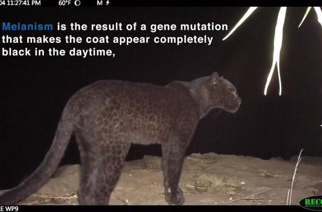 В Африке сняли на видео черного леопарда