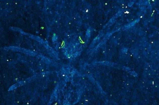 Очі павуків світилися в темряві