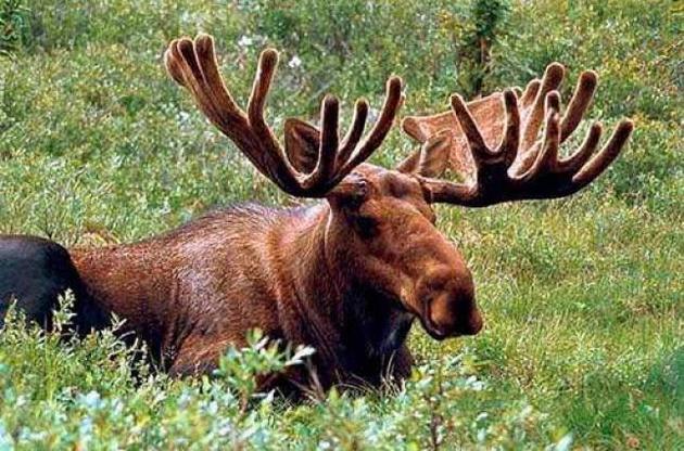 Популяція лосів в Україні стрімко скорочується