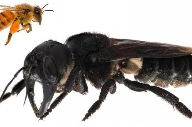 Ученые впервые за почти 40 лет увидели в дикой природе гигантскую пчелу