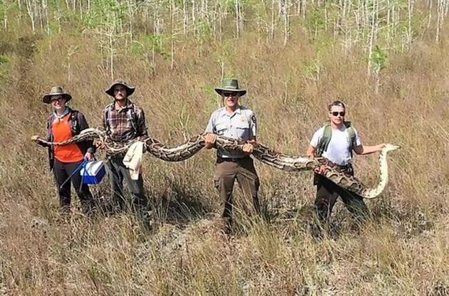 Во Флориде найдена самка питона рекордных размеров