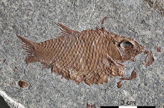 Рыбы появились в Среднем Триасе