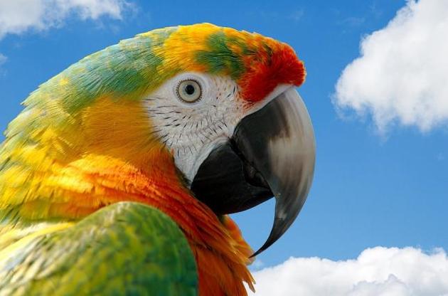 Зависимые от опиума попугаи совершают набеги на маковые фермы