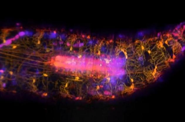 Ученые сняли на видео работу нейронов внутри личинки дрозофилы