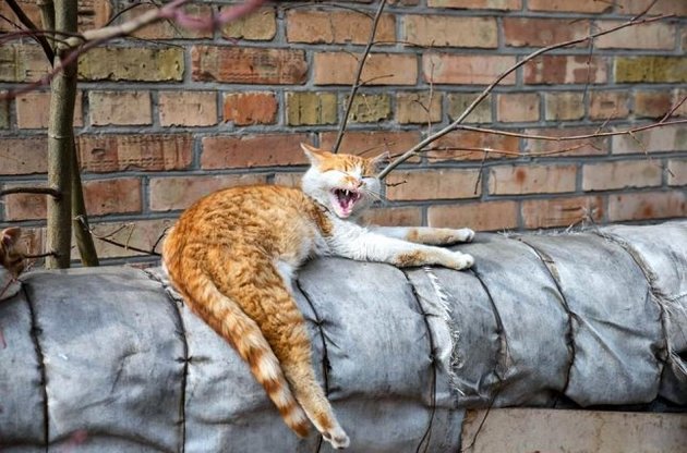 Потепління триватиме й надалі