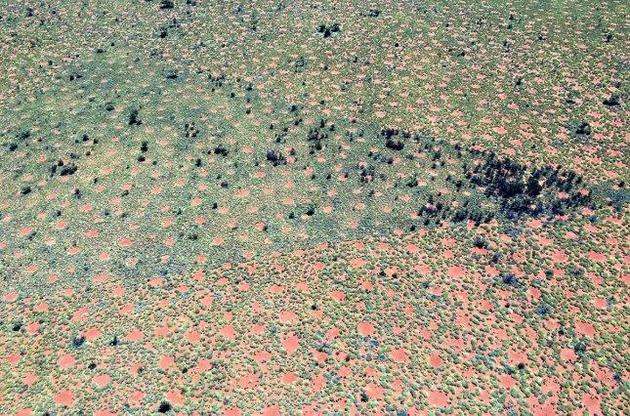 &quot;Відьмині кола&quot; з&#039;являються через особливості зволоження ґрунту