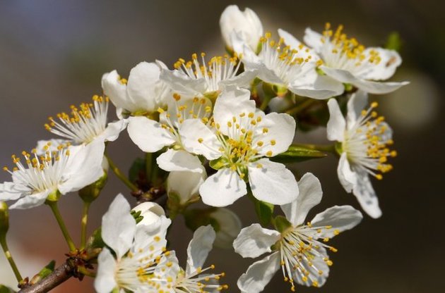 У Києві температура не повинна перевищити 23°