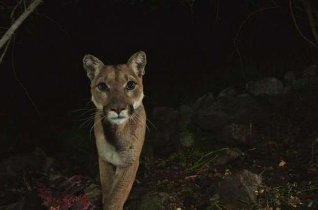 Пумы могут вымереть из-за низкого генетического разнообразия