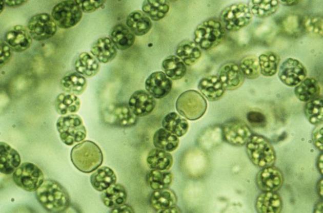 Загрязнение океана пластиком негативно влияет на цианобактерии