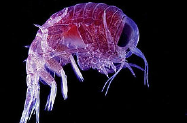 У більш глибоководних істот пластик був знайдений у більших кількостях