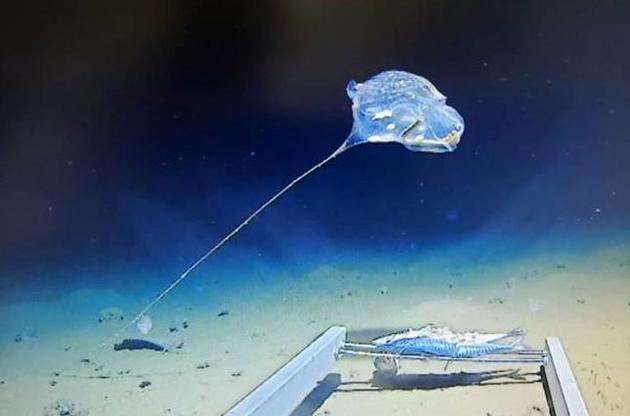 Ученые обнаружили в Индийском океане похожее на воздушный шар существо