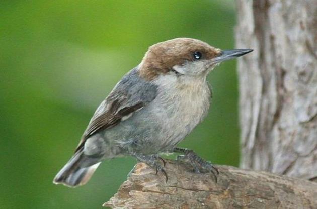 Птахи допомагають родичам виховувати пташенят