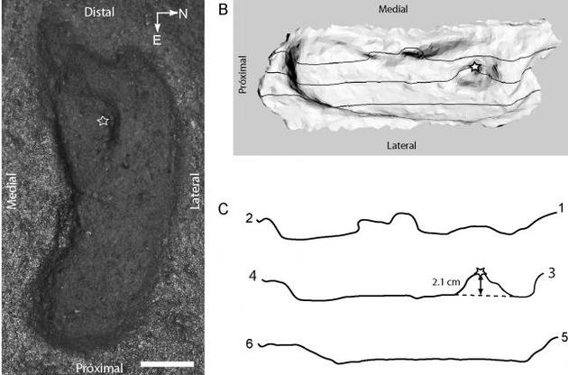 След был оставлен более 15 тысяч лет назад