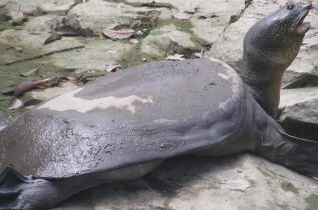 В Китае умер представитель редкого вида черепахи