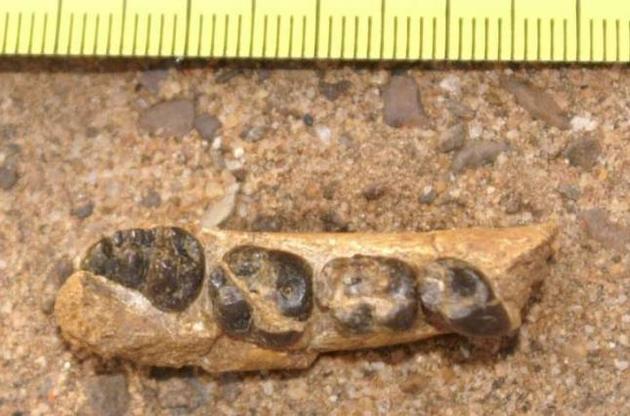 Палеонтологи нашли останки неизвестного вида приматов