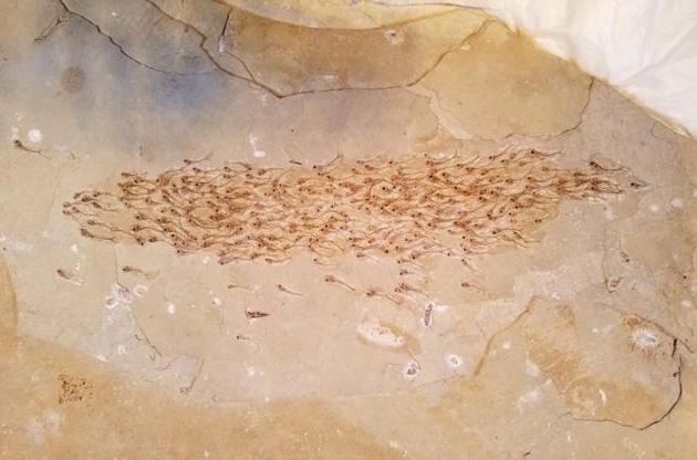 В стаю входило 259 рыб