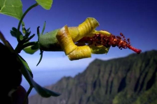 На Гавайях найден считавшийся вымершим цветок
