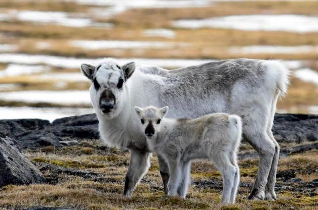 Олені почали харчуватися морською капустою