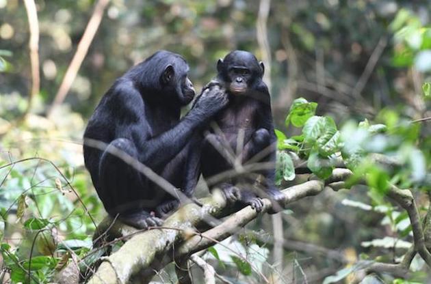﻿  Самки карликовых шимпанзе выступают в роли "свах" для своих сыновей