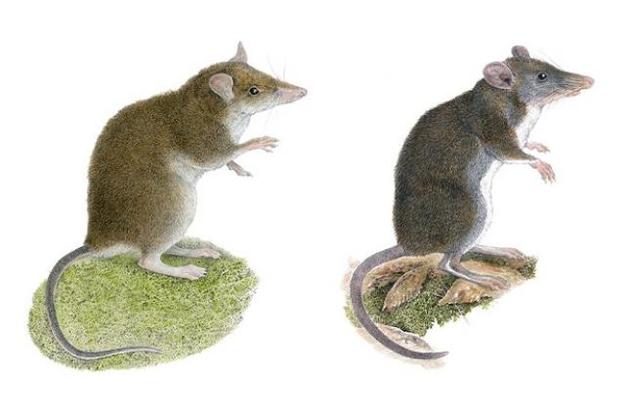 Вчені відкрили два нових види землерийкових щурів