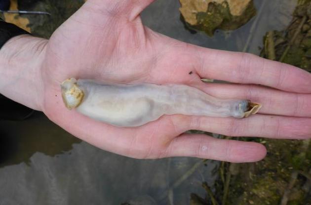 Зачем черви едят известняк, ученые не знают