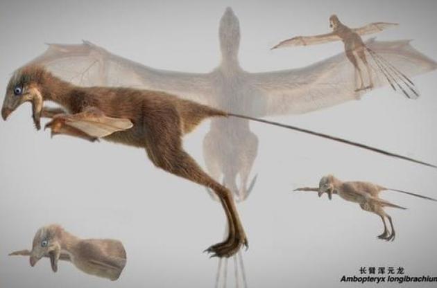 Палеонтологи описали пернатого динозавра с крыльями, как у летучей мыши