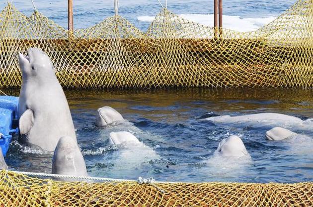Російський суд відмовився звільнити косаток і білух з "китовою в'язниці"