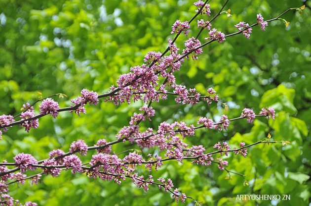 В 1996 году метеорологическое лето пришло в Киев 22 апреля