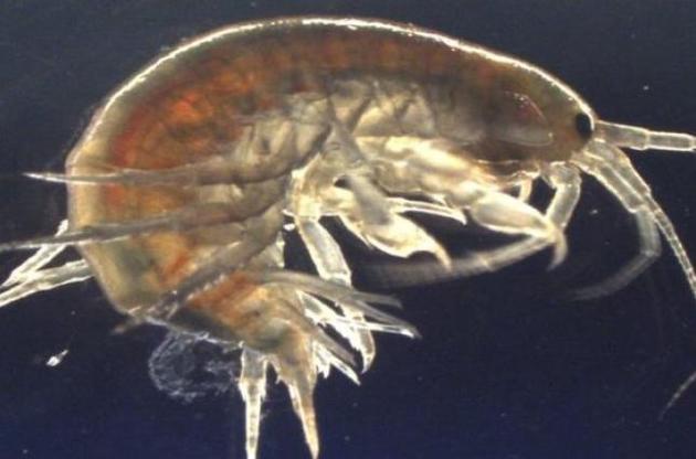 Ученые обнаружили в креветках из рек Англии кокаин