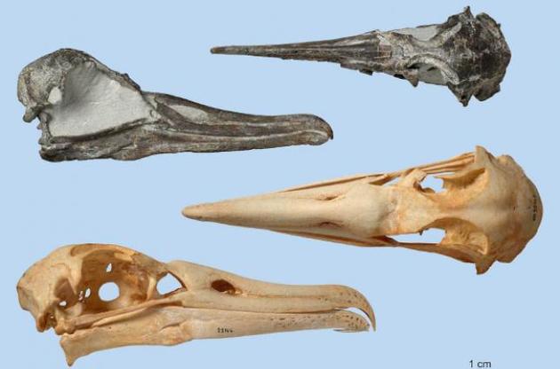 Палеонтологи відкрили новий вид викопного альбатроса