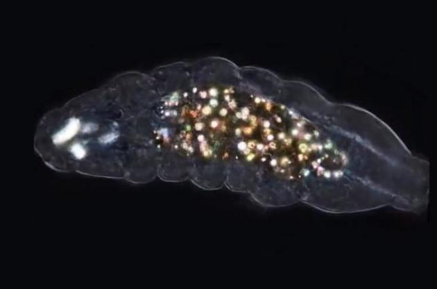 Ймовірно, в шлунку тихоходки знаходяться шматочки її рота